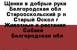 Щенки в добрые руки - Белгородская обл., Старооскольский р-н, Старый Оскол г. Животные и растения » Собаки   . Белгородская обл.